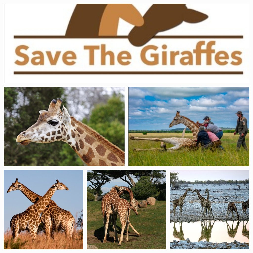 Save The Giraffes: Conservation Through Exceptional CX