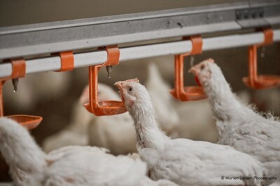 Innovative Poultry Solution: Enviva® DUO Revolutionizes Gut Health