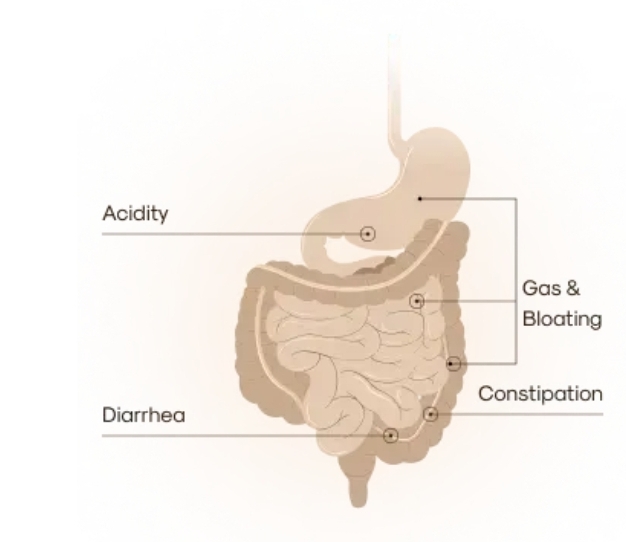 Gut Health: Personalized Solutions for Lasting Digestive Wellness